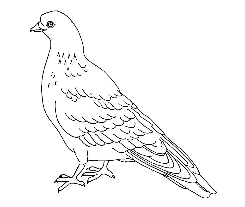 Free Printable Pigeon Coloring Pages For Kids Free Printable 1020x864 Free Printable Pigeon Coloring Pages For Kids Free Printable