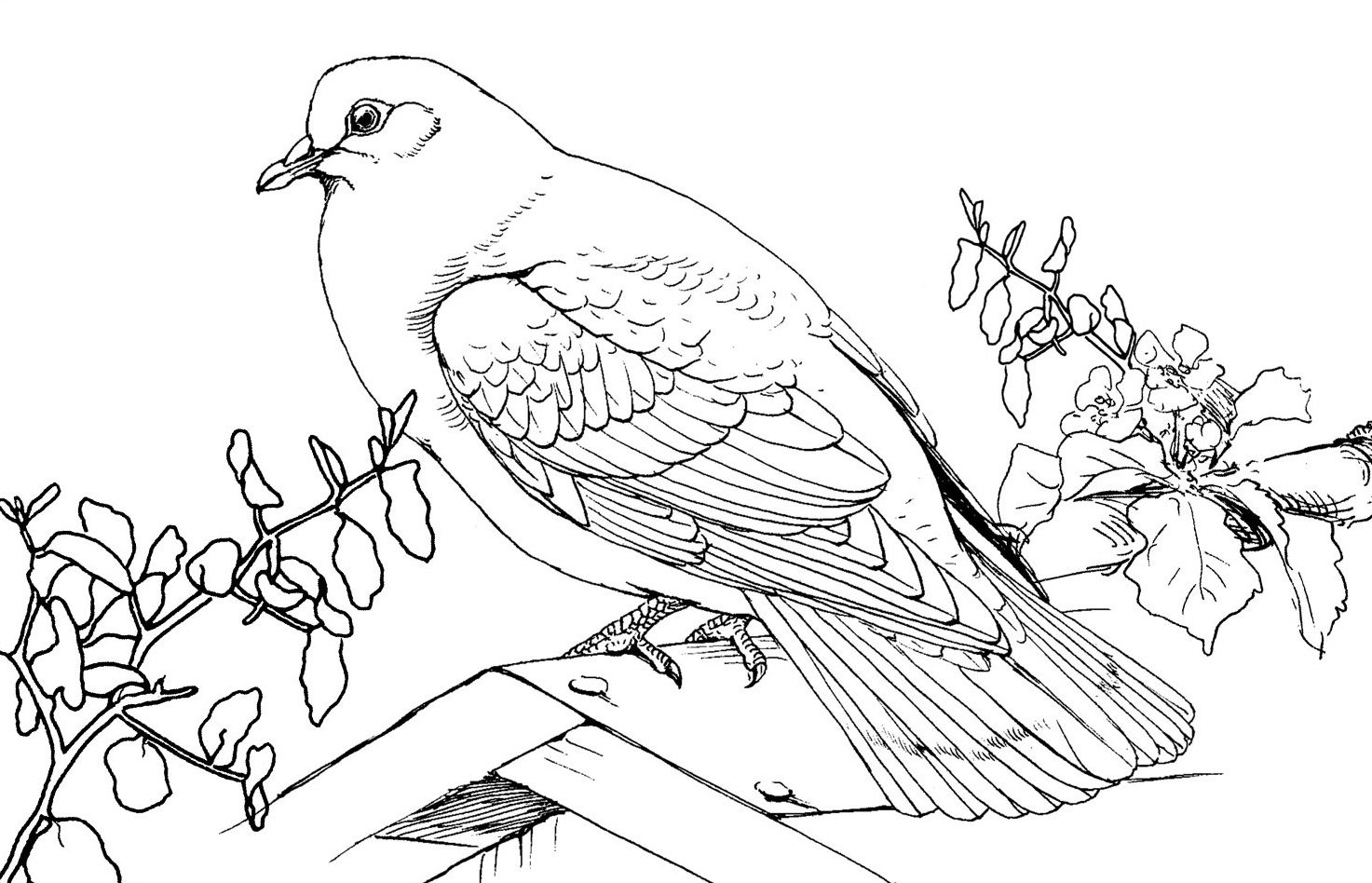 Free Printable Pigeon Coloring Pages For Kids Free Printable 1473x948 Free Printable Pigeon Coloring Pages For Kids Free Printable