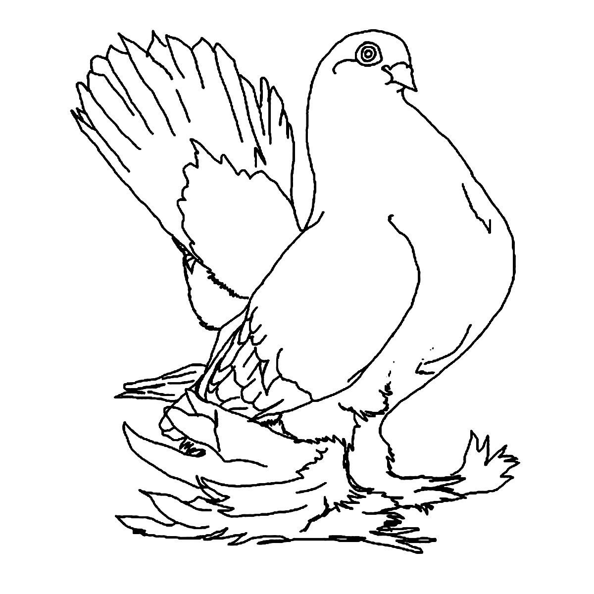 Free Printable Pigeon Coloring Pages For Kids 1200x1200 Free Printable Pigeon Coloring Pages For Kids