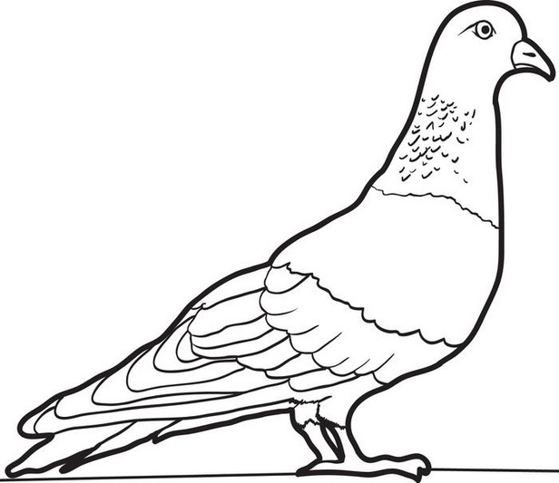 Pigeon Coloring Page Amp Coloring Book 616x533 Pigeon Coloring Page Amp Coloring Book