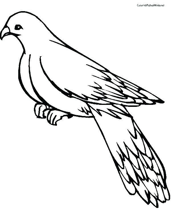 Pigeon Coloring Pages Pigeon Painting Pigeon Needs A Bath Coloring 600x763 Pigeon Coloring Pages Pigeon Painting Pigeon Needs A Bath Coloring