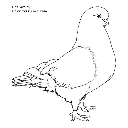 Pigeon Coloring Page Bird Pigeon Coloring Page 500x500 Pigeon Coloring Page Bird Pigeon Coloring Page