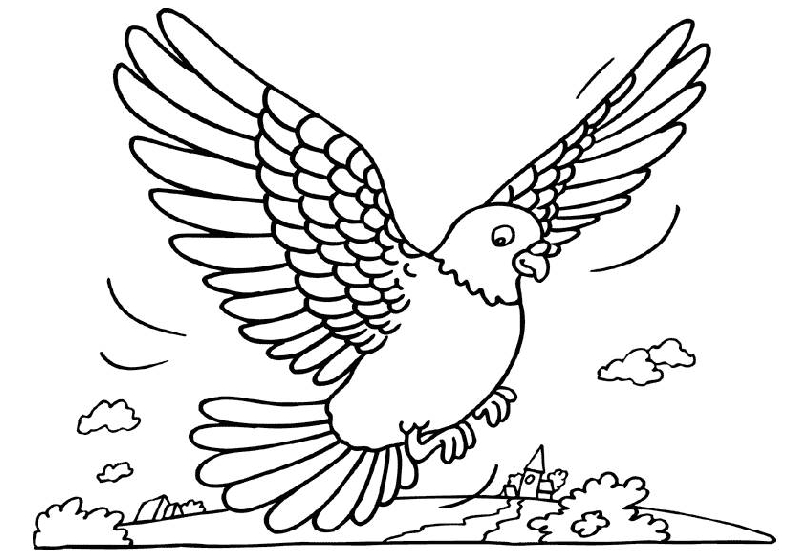 Coloring Page Pigeon 805x559 Coloring Page Pigeon