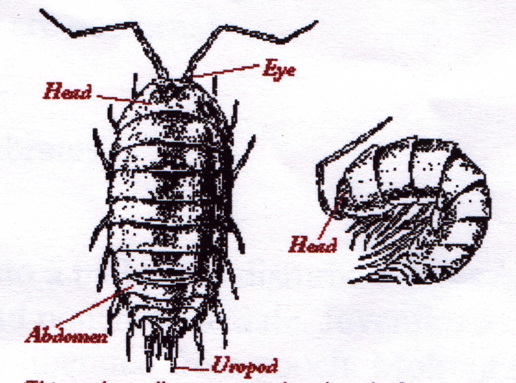 Drawn Bug Pill Bug Many Interesting Cliparts 1752x1302 Drawn Bug Pill Bug Many Interesting Cliparts