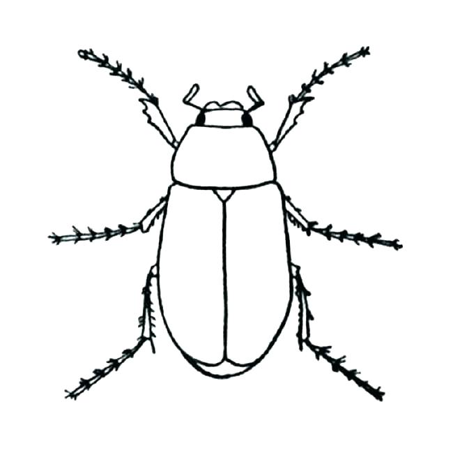 Bug Coloring Sheet 650x659 Bug Coloring Sheet