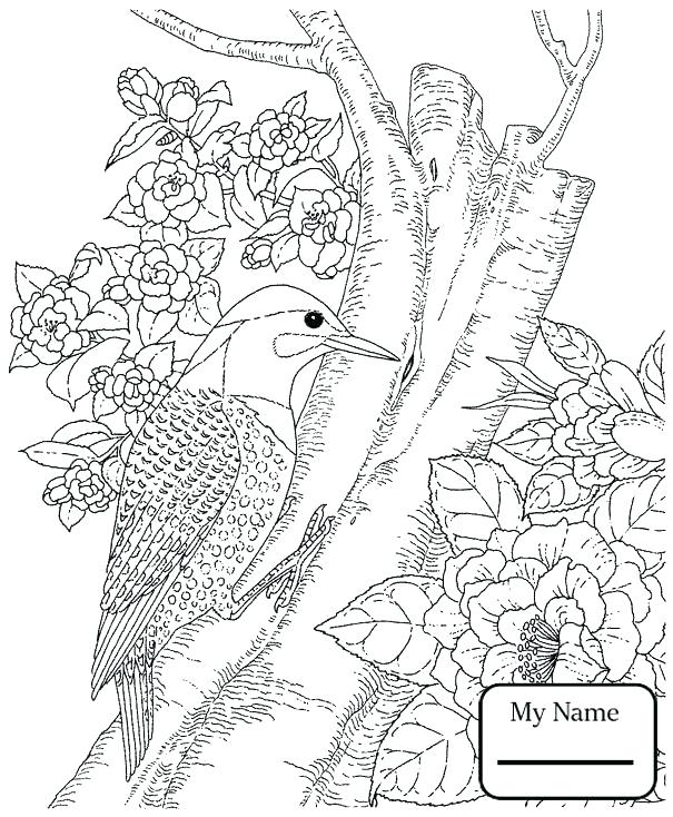 605x734 Chickadee Coloring Page Black Capped Chickadee Coloring Page