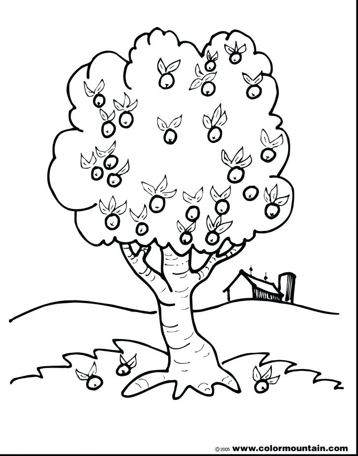Apple Tree Coloring Page Apple Tree Coloring Page With Wallpapers 728x928 Apple Tree Coloring Page Apple Tree Coloring Page With Wallpapers