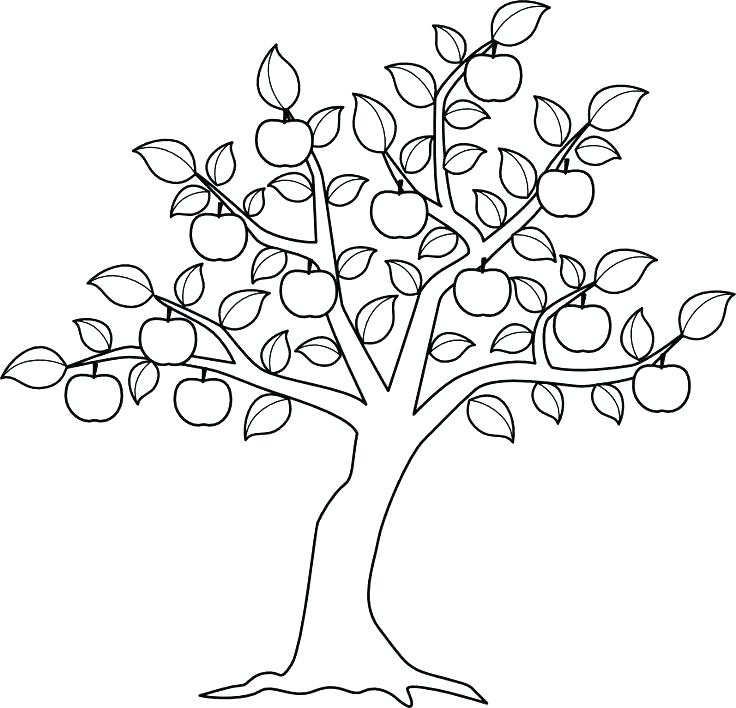 Tree Coloring Pages Tree Coloring Page Coloring Pages Tree Apple 736x708 Tree Coloring Pages Tree Coloring Page Coloring Pages Tree Apple