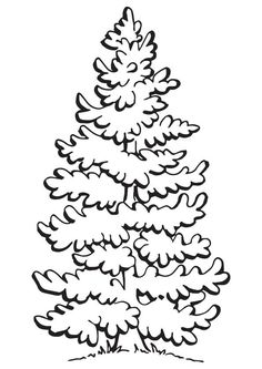 Beautiful Pine Tree Coloring Page From Pine Trees Category. Select 236x333 Beautiful Pine Tree Coloring Page From Pine Trees Category. Select