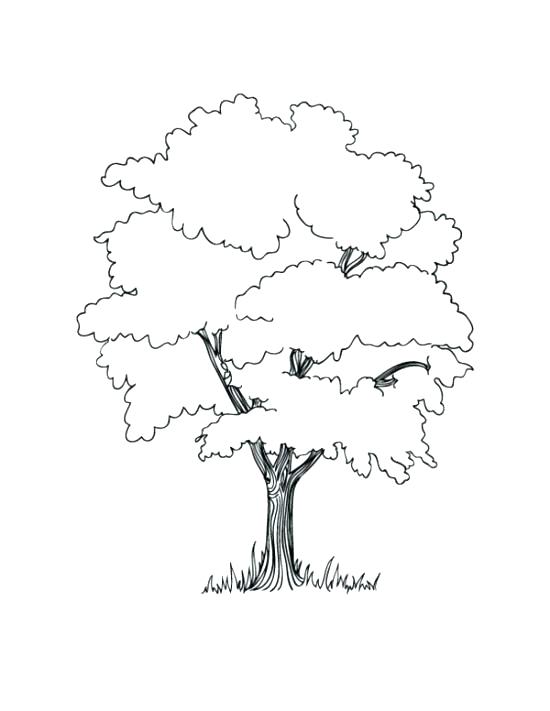 Family Tree Coloring Page Trees For Coloring Family Tree Coloring 550x711 Family Tree Coloring Page Trees For Coloring Family Tree Coloring