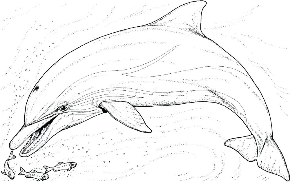 1024x635 Letter D Is For Dolphin Coloring Page Free Printable Pages Kids