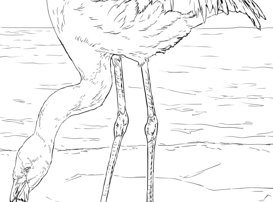 Flamingo Coloring Pages Cute Page For Adults To Print At Home Bird 1080x800 Flamingo Coloring Pages Cute Page For Adults To Print At Home Bird