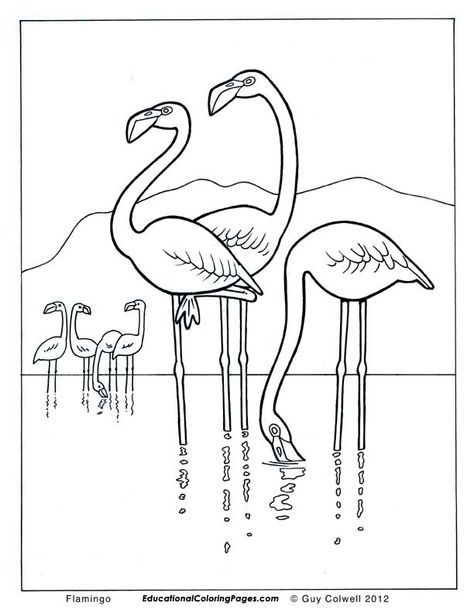 Flamingo Coloring Pages, Flamingo Colouring Pages Elephants 474x613 Flamingo Coloring Pages, Flamingo Colouring Pages Elephants