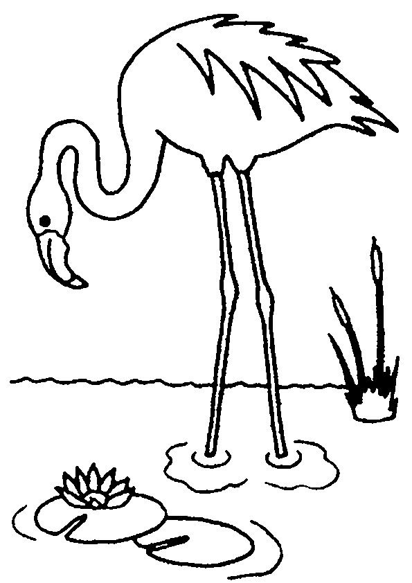Flamingo Coloring Pages Dibujos Animales 595x842 Flamingo Coloring Pages Dibujos Animales