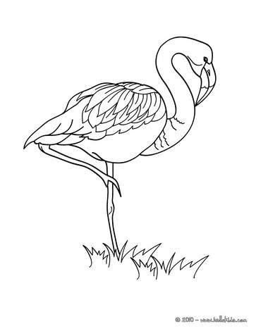Flamingo Picture Coloring Pages 363x470 Flamingo Picture Coloring Pages