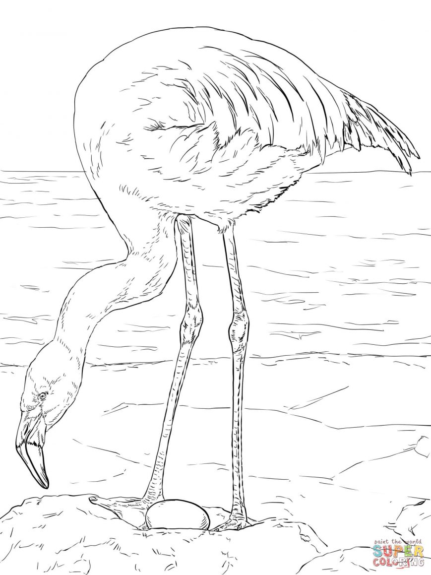 Flamingos Coloring Pages Freeo Page Photos Hd Jamess Printable 869x1159 Flamingos Coloring Pages Freeo Page Photos Hd Jamess Printable