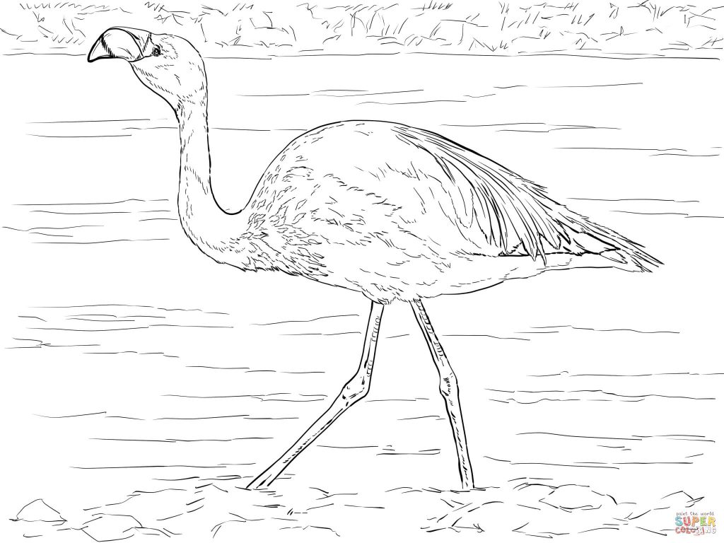 Marvelous Decoration Flamingo Coloring Page Flamingos Coloring 1024x768 Marvelous Decoration Flamingo Coloring Page Flamingos Coloring
