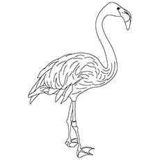 Top 10 Flamingo Coloring Pages For Toddlers 230x230 Top 10 Flamingo Coloring Pages For Toddlers