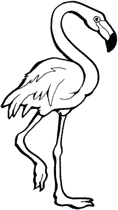 Pink Flamingo Color 400x707 Pink Flamingo Color