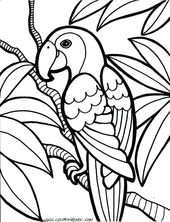 Parrot Coloring Pages Drawn Parrot Coloring Book Pittsburgh Pirate 564x733 Parrot Coloring Pages Drawn Parrot Coloring Book Pittsburgh Pirate