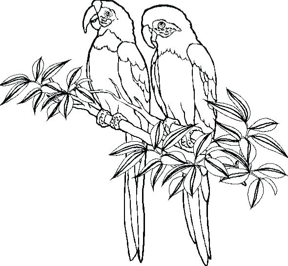 Parrot Coloring Sheet Parrot Coloring Pages Parrot Coloring Pages 590x546 Parrot Coloring Sheet Parrot Coloring Pages Parrot Coloring Pages