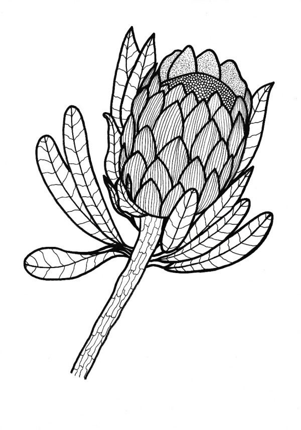 Free Adult Coloring Pages Thriftyfun 600x855 Free Adult Coloring Pages Thriftyfun