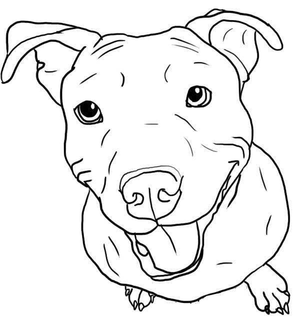 Pitbull Coloring Pages Amazing Pitbull Coloring Pages 30 On Free 600x668 Pitbull Coloring Pages Amazing Pitbull Coloring Pages 30 On Free