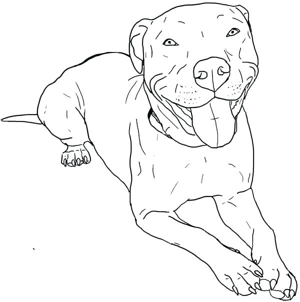 American Pitbull Coloring Pages Coloring Pages Coloring Pages 600x604 American Pitbull Coloring Pages Coloring Pages Coloring Pages