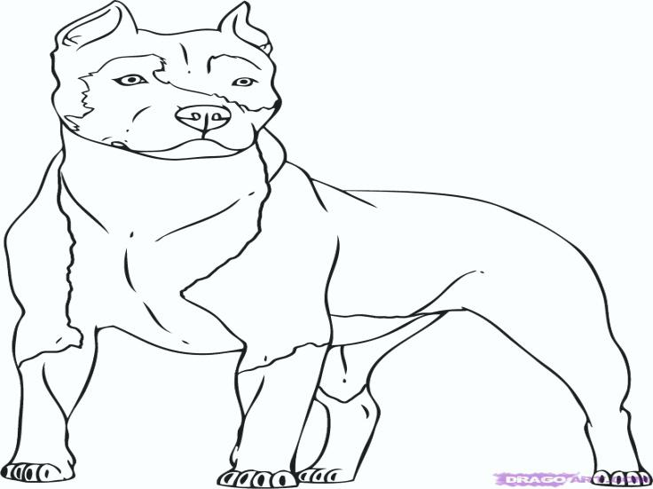 Rottweiler Coloring Pages Rottweiler Coloring Sheets Rottweiler 736x551 Rottweiler Coloring Pages Rottweiler Coloring Sheets Rottweiler