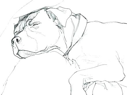 Bull Coloring Page Coloring Page Minimalist Coloring Pages Best 440x330 Bull Coloring Page Coloring Page Minimalist Coloring Pages Best