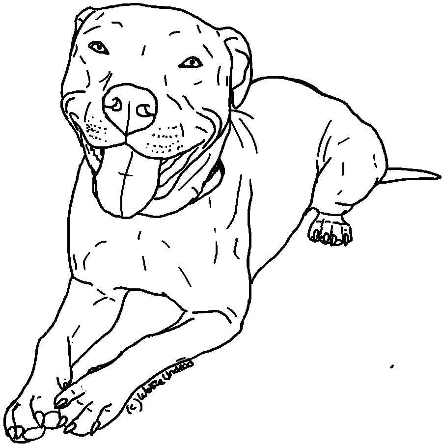 Portuguese Water Dog Coloring Page at GetColorings.com | Free printable ...