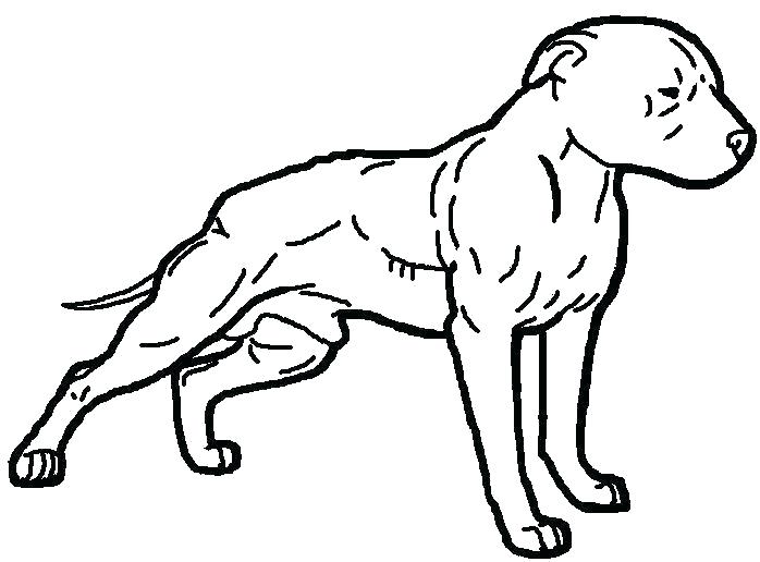 Pitbull Coloring Page Coloring Page Coloring Pages Full Size 698x516 Pitbull Coloring Page Coloring Page Coloring Pages Full Size