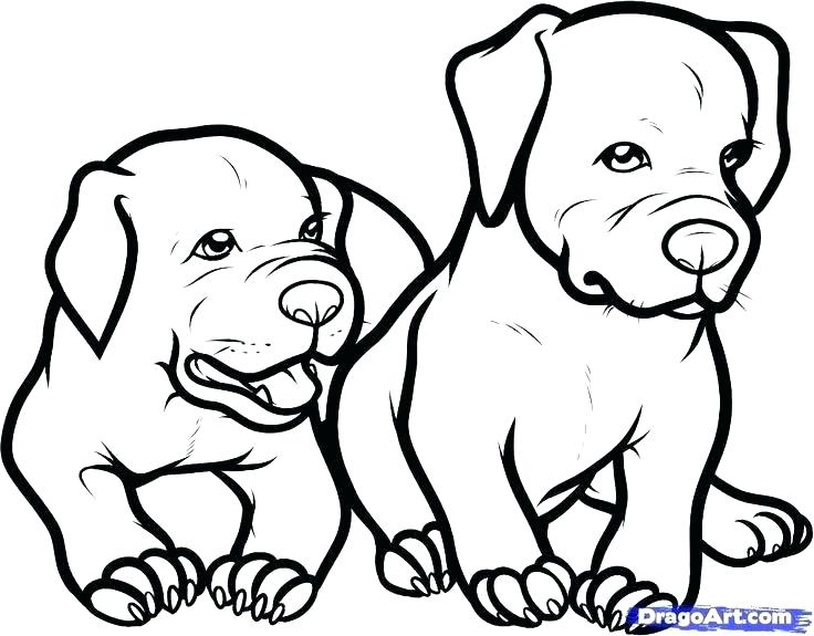 Pitbull Coloring Pages Coloring Pages Coloring Pages Drawn Pit 736x575 Pitbull Coloring Pages Coloring Pages Coloring Pages Drawn Pit
