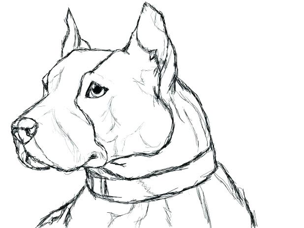 Pitbull Face Coloring Pages Awesome Realistic Pin Drawn Bull Page 618x464 Pitbull Face Coloring Pages Awesome Realistic Pin Drawn Bull Page
