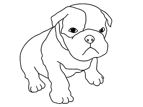 Pitbull Puppy Coloring Pages