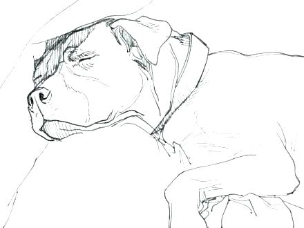 440x330 Pitbull Coloring Page Coloring Pages Coloring Page Elegant Puppy