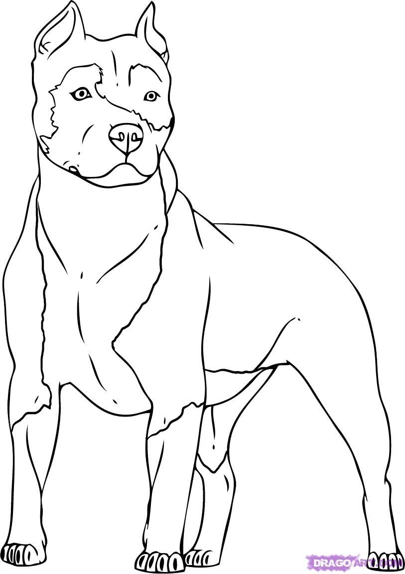813x1152 Dog Color Pages Printable Coloring Pages Puppies Pitbull Dogs