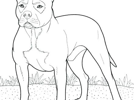 440x330 Pitbull Coloring Page Awesome Coloring Pages Or Coloring Pages