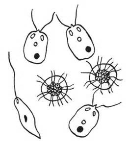 263x300 Zooplankton Coloring Page Coloring Pages Plankton