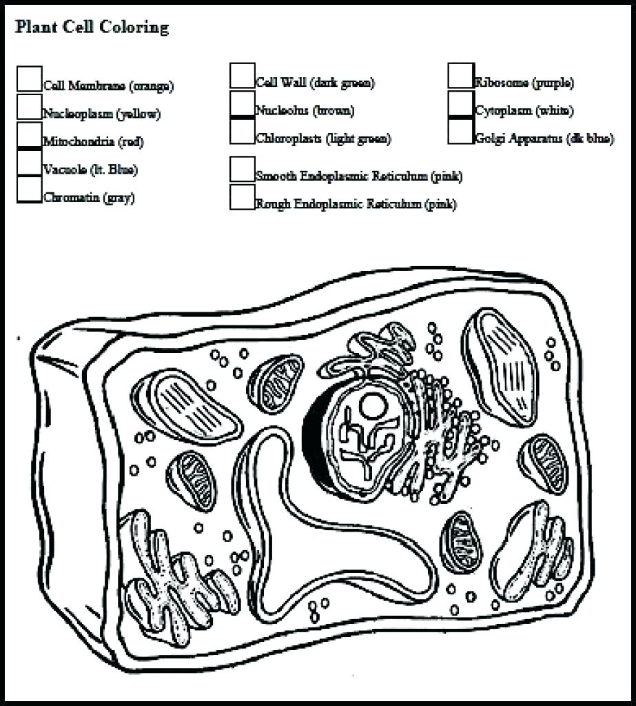 923x1024 Coloring Plant Cell Page Animal Answers Best Of
