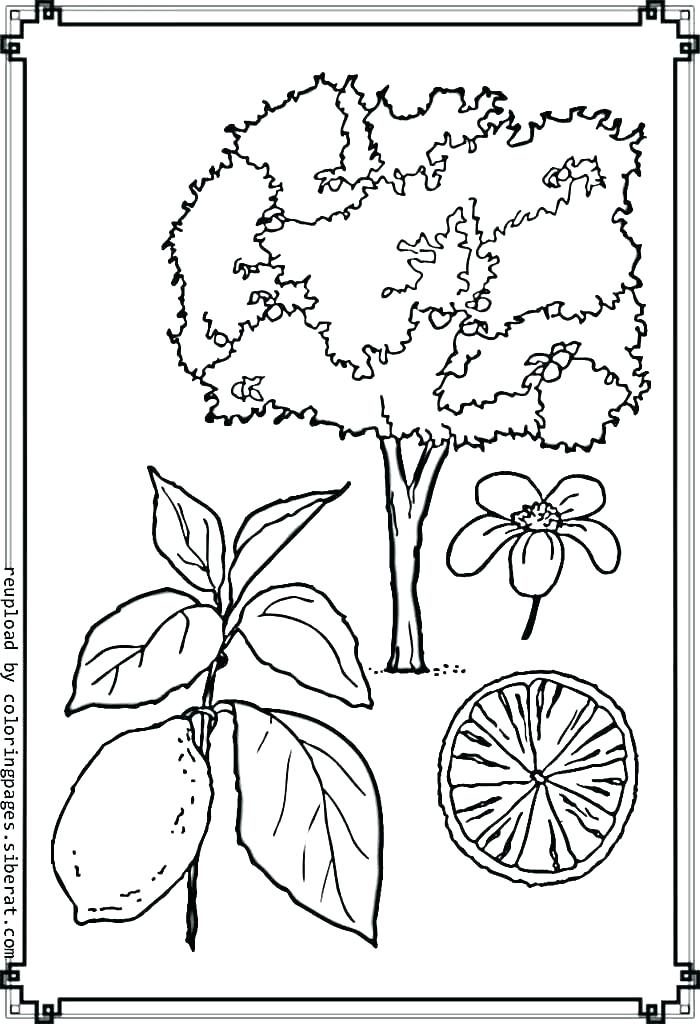 700x1024 Animal And Plant Cell Coloring Worksheet Answers Plant Cell