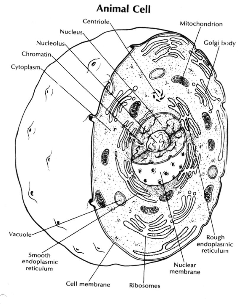 804x1024 Marvelous Plant Cell Coloring Diagram Worksheet Answers Snce