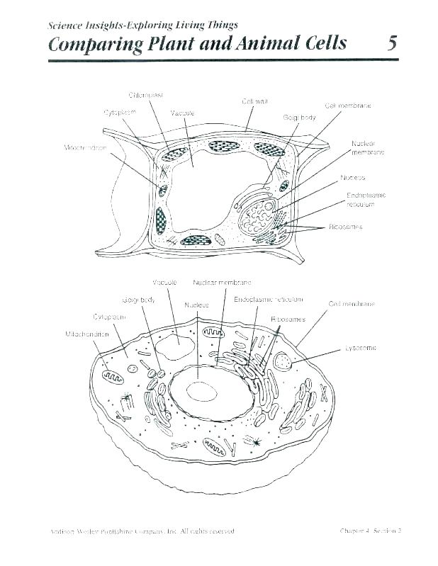 618x799 Parts Of A Plant Coloring Page Plant Cell Coloring Page Plant Cell
