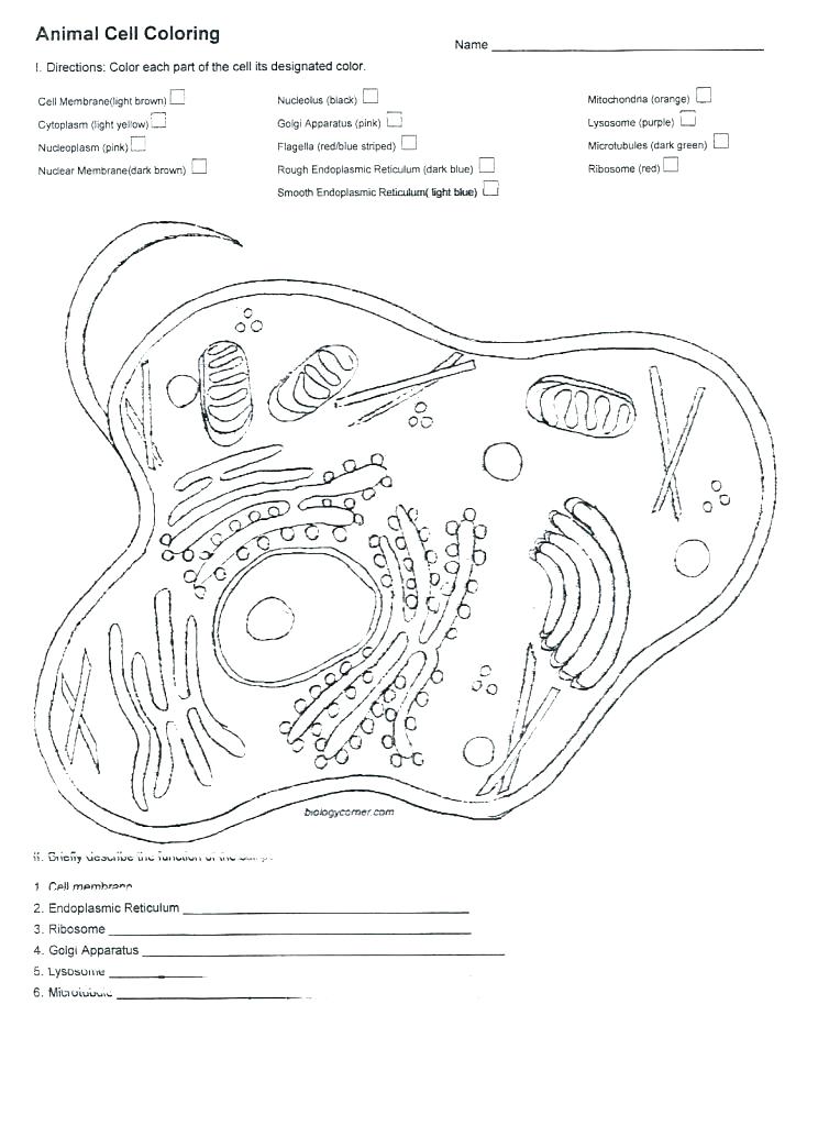 744x1024 Plant And Animal Cell Coloring Worksheets Animal And Plant Cell