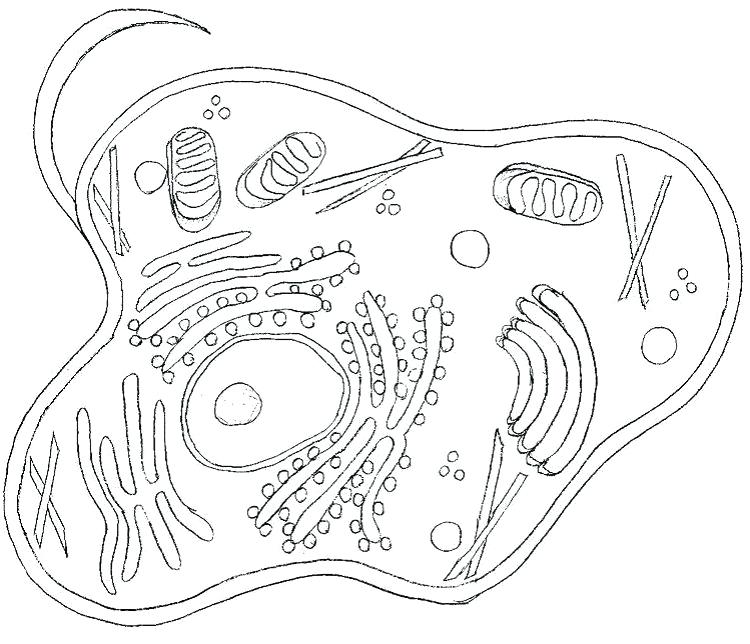 Plant Cell Coloring Page at GetColorings.com | Free printable colorings ...