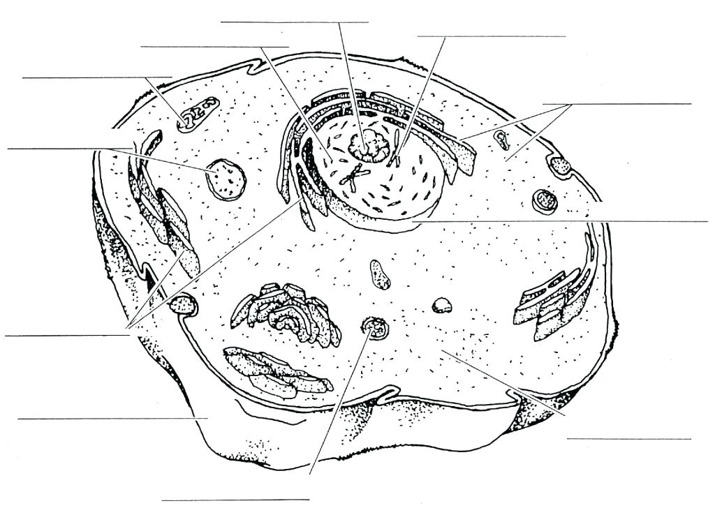 1024x738 Plant Cell Coloring Page Cell Phone Coloring Pages Cell Coloring