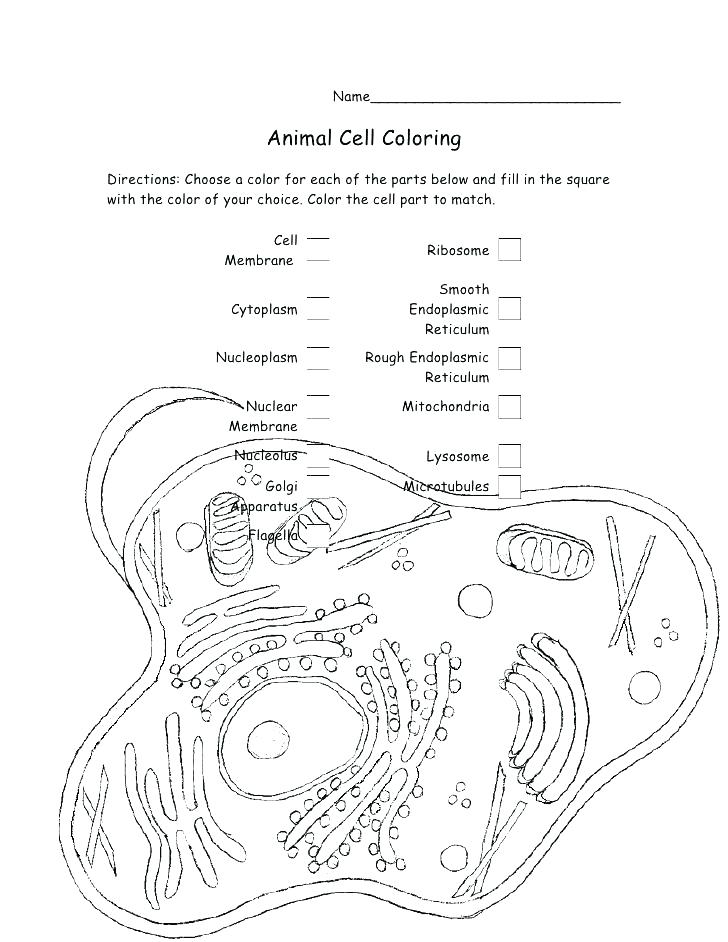 728x942 Animal Cell Coloring Page Amine Science Cells Animal Cell Coloring