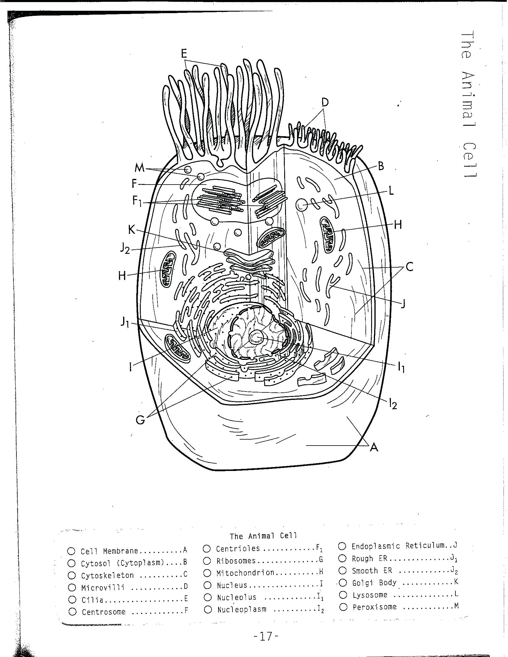 1700x2200 Plant Cell Coloring Sheet Mr Gonzalez Science 2016 2017 Sign