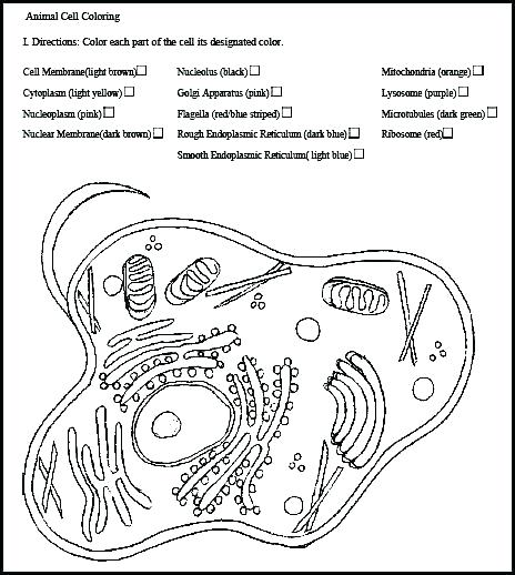 464x518 Plant Cell Coloring Within Page Decor 2 Human Cell Coloring Page