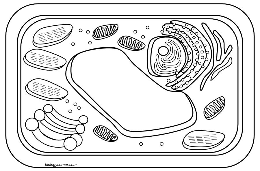 900x593 Plant Cell Coloring Page With Labels Archives